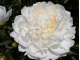 White Ivory