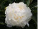 White Ivory