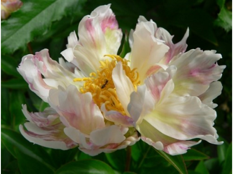 Green Lotus