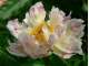Green Lotus