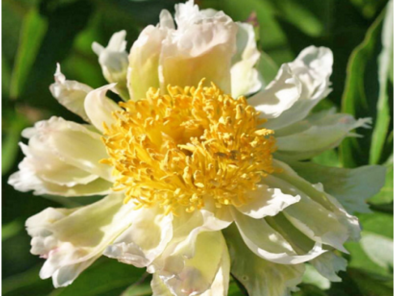 Green Lotus