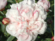 Reine Hortense