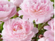 Reine Hortense