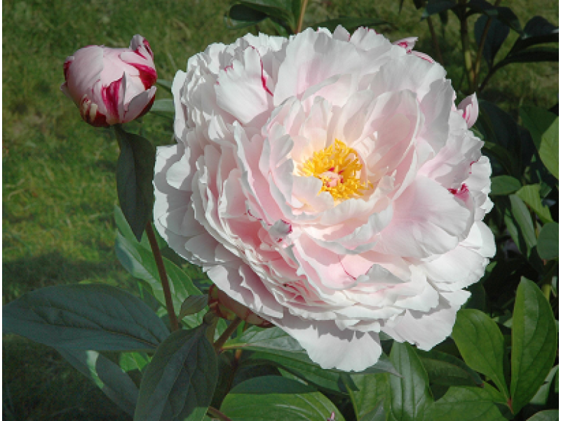 Reine Hortense
