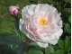 Reine Hortense