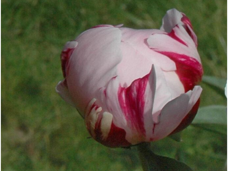 Reine Hortense