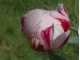 Reine Hortense