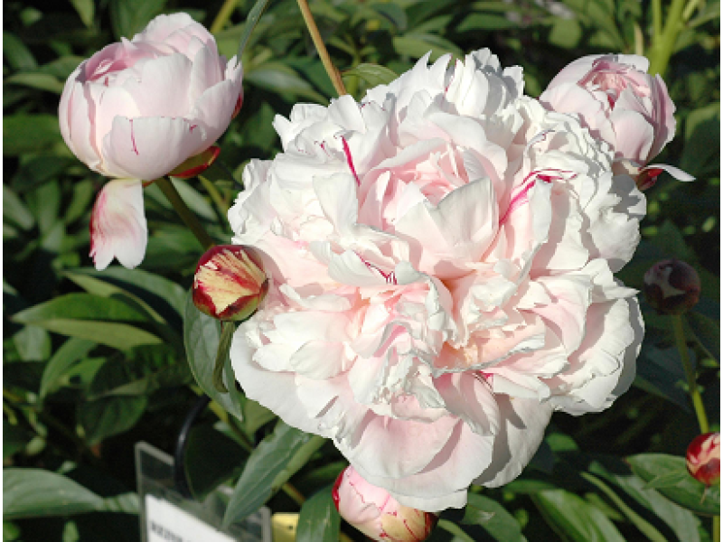 Reine Hortense