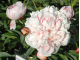 Reine Hortense