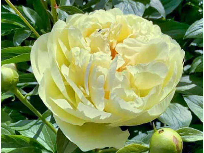 півонія Lemon Chiffon