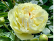 півонія Lemon Chiffon