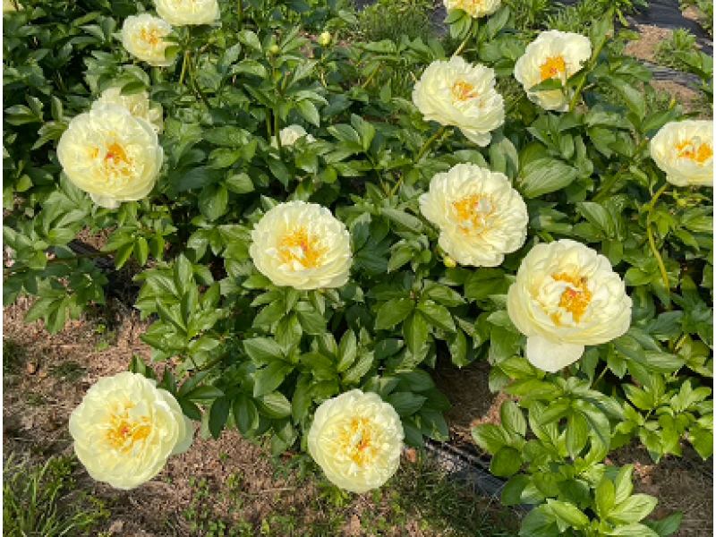півонія Lemon Chiffon