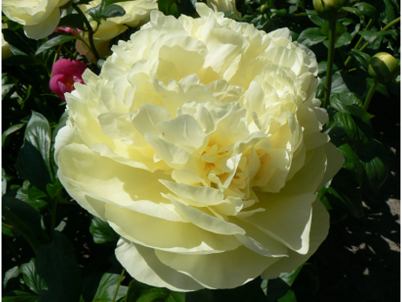півонія Lemon Chiffon