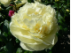 півонія Lemon Chiffon