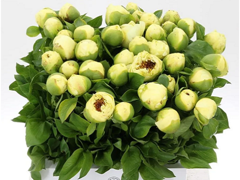 півонія Lemon Chiffon