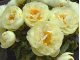 півонія Lemon Chiffon