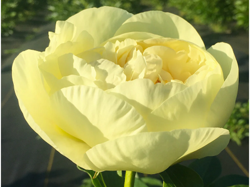 півонія Lemon Chiffon