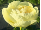 півонія Lemon Chiffon