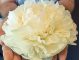 півонія Bowl of Cream